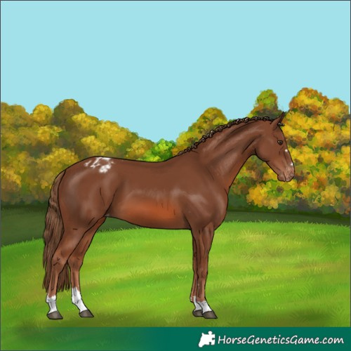 Horse Color:Chestnut Appaloosa 