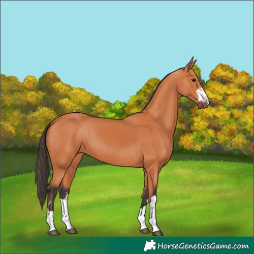Horse Color:Bay 