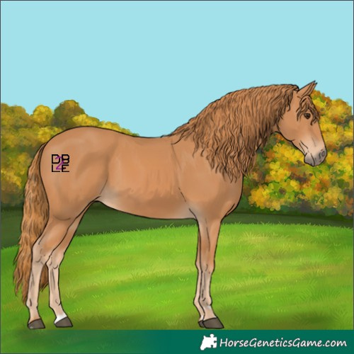 Horse Color:Chestnut 