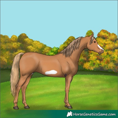 Horse Color:Chestnut Frame
