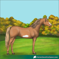 Horse Color:Chestnut Frame 