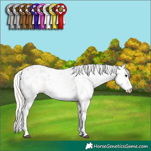Horse Color:Silver Brown Dun Sabino 