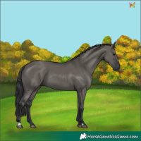 Horse Color:Grullo 
