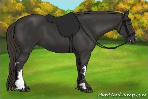 Horse Color:Liver Chestnut Frame 