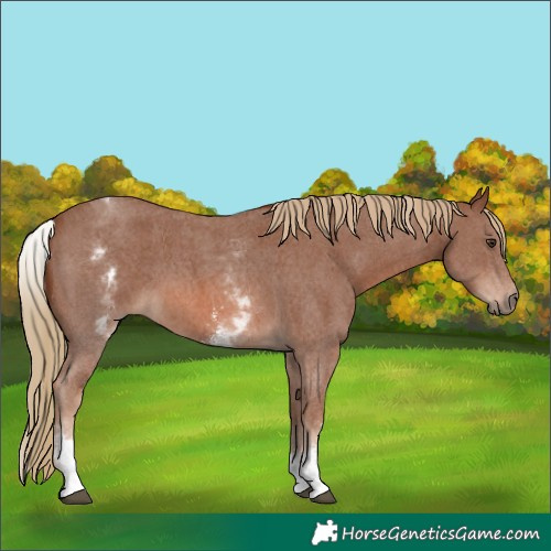 Horse Color:White Spotted Chestnut Sabino