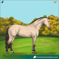 Horse Color:Bay Dun