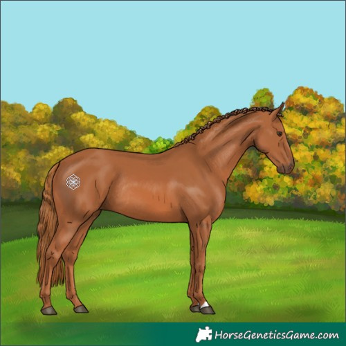 Horse Color:Chestnut Rabicano 