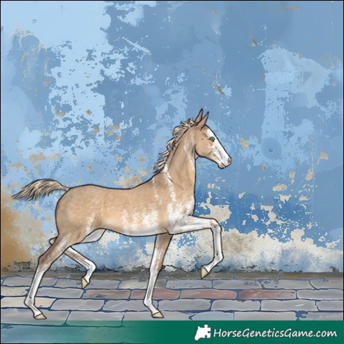 Horse Color:White Spotted Chocolate Palomino Dun 