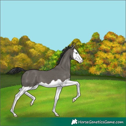 Horse Color:Grullo Splash 