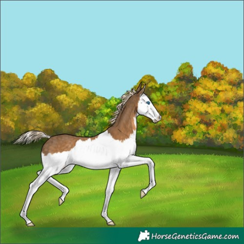 Horse Color:Chocolate Palomino Splash 