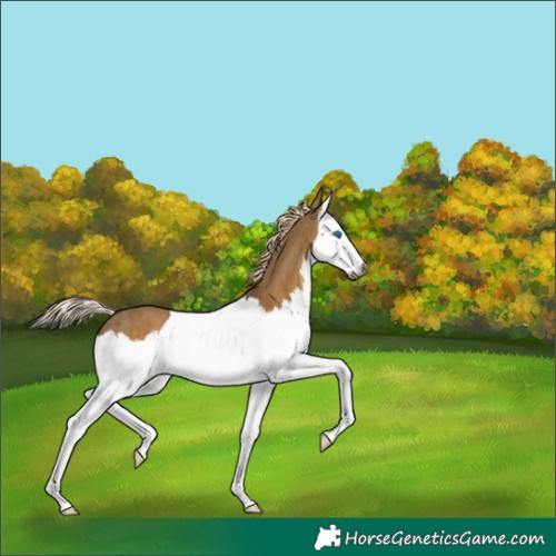 Horse Color:Gray Chocolate Palomino Dun Splash 