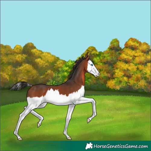 Horse Color:Bay Splash 