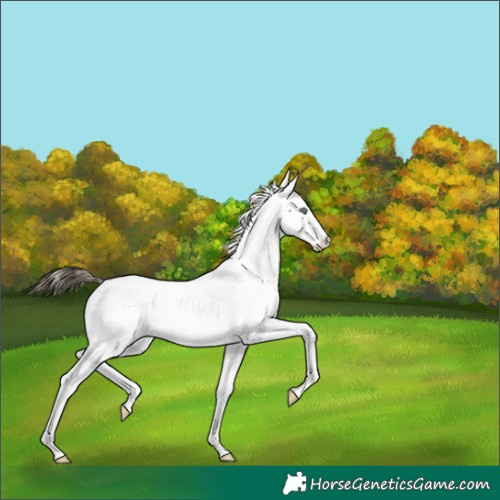 Horse Color:Buckskin Dun Splash 