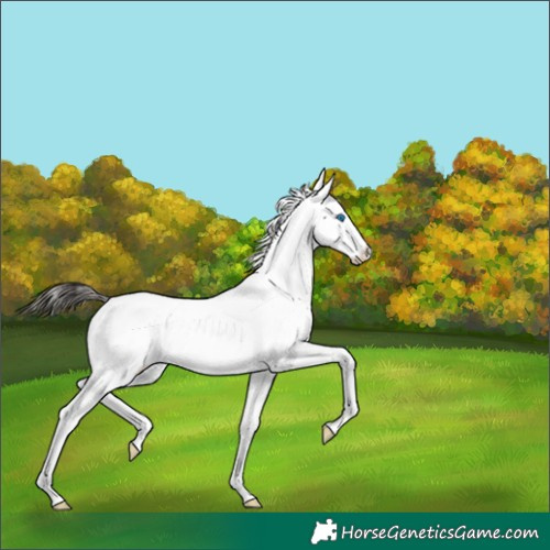 Horse Color:Bay Dun Splash 