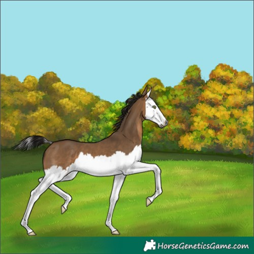 Horse Color:Gray Bay Dun Splash 