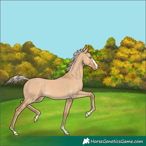 Horse Color:Gray Cremello Dun 