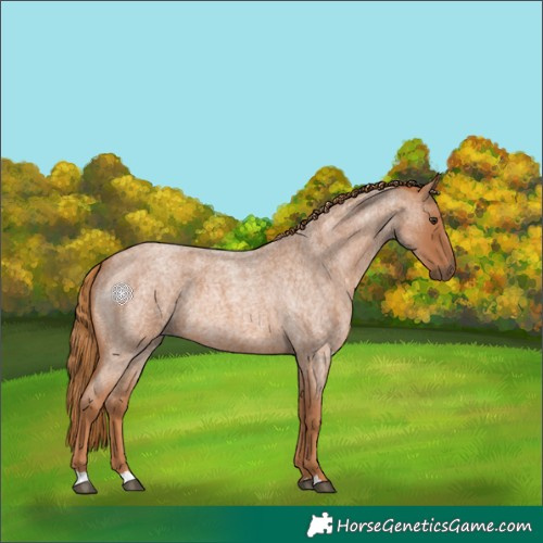 Horse Color:Red Roan 