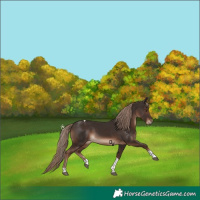 Horse Color:Liver Chestnut Tobiano Rabicano 