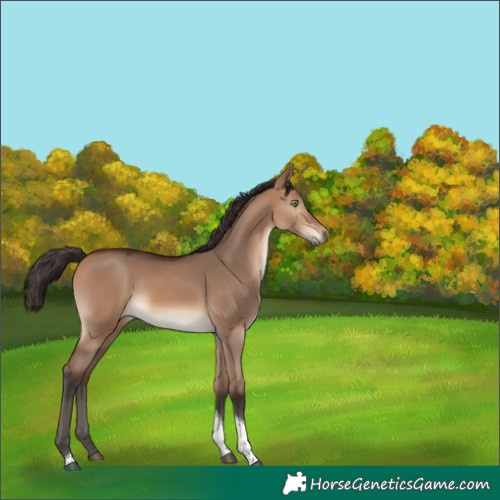 Horse Color:Bay Dun Tobiano Rabicano 