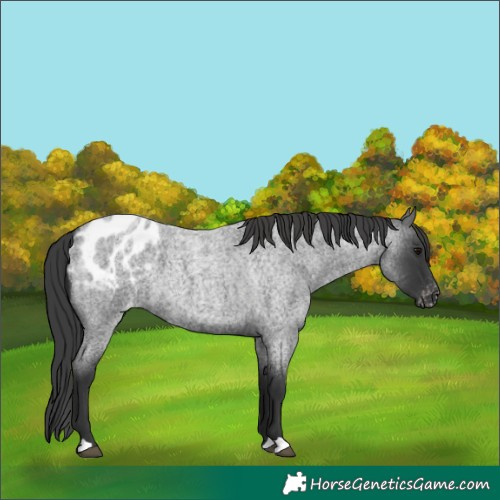 Horse Color:Blue Roan Appaloosa 