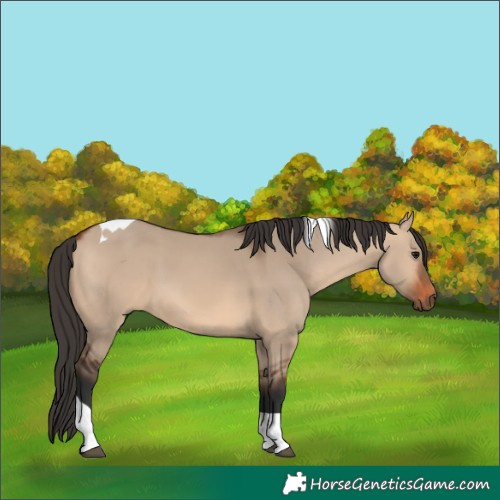 Horse Color:Bay Dun Tobiano 