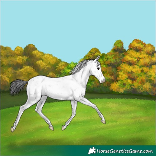 Horse Color:Smoky Grullo Sabino 