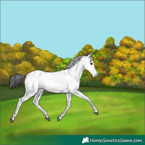 Horse Color:Smoky Black Sabino 