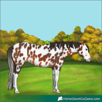 Horse Color:Bay Splash Near Leopard