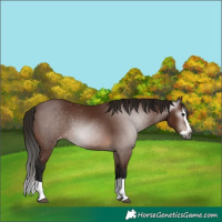 Horse Color:Gray Bay Splash Varnish 