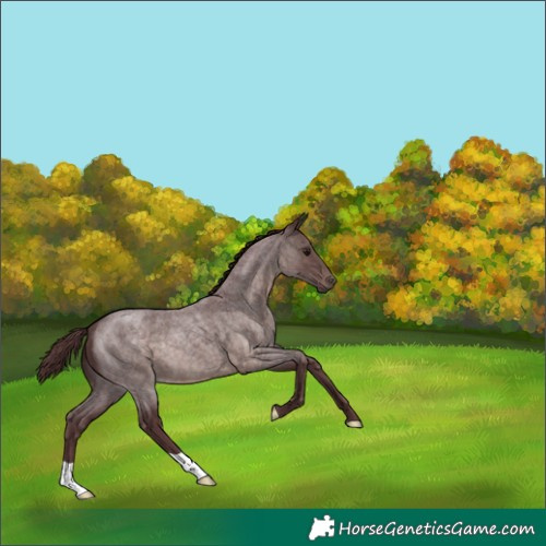 Horse Color:Platinum Chocolate Brown Roan