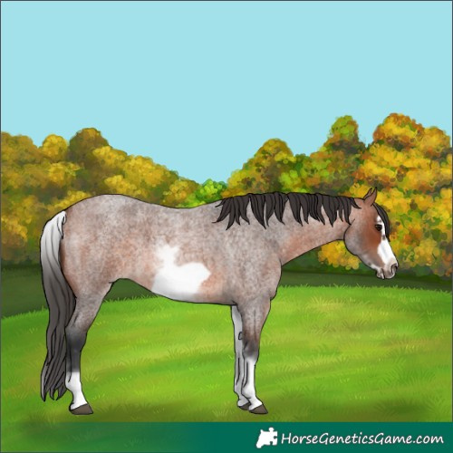 Horse Color:White Spotted Bay Roan Frame 