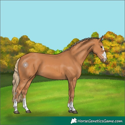 Horse Color:Chestnut 