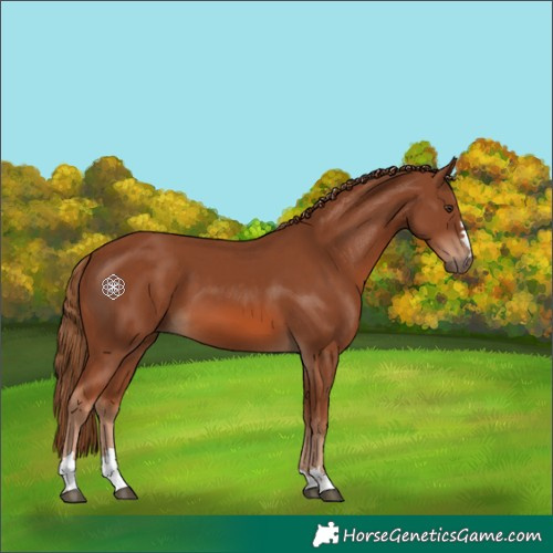Horse Color:Chestnut 