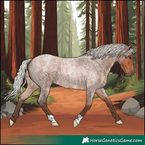 Horse Color:Silver Bay Roan 