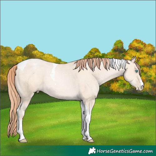 Horse Color:Sable Cream Champagne Pearl Tobiano 