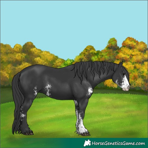Horse Color:Black Sabino 