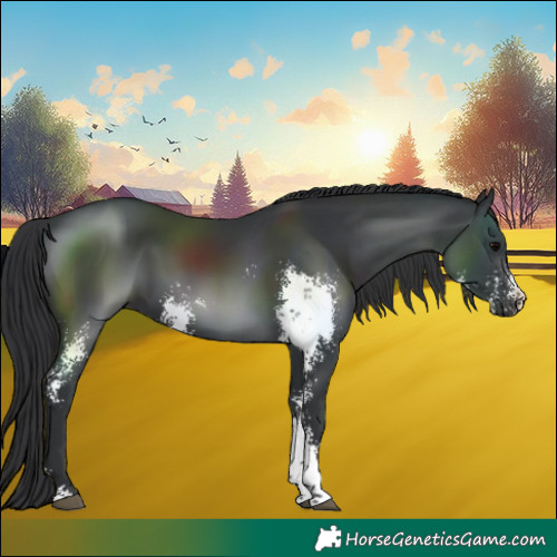 Horse Color:Black Sabino 