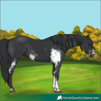 Horse Color:Black Sabino 