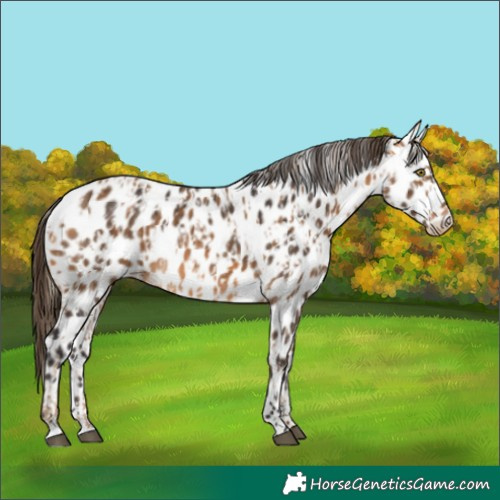 Horse Color:Chocolate Palomino Appaloosa  and Buckskin Appaloosa 