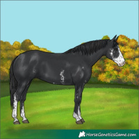 Horse Color:Black Sabino 