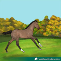 Horse Color:Liver Red Dun