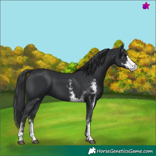 Horse Color:Black Sabino 