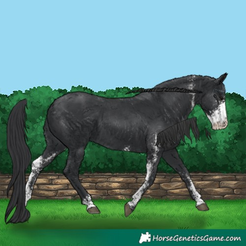Horse Color:Black Sabino Rabicano 