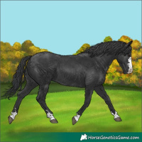 Horse Color:Black 