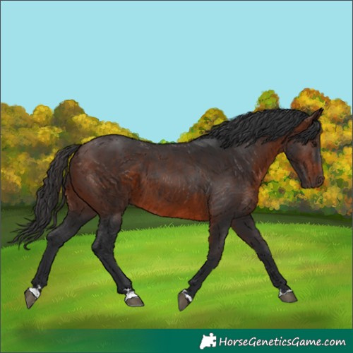 Horse Color:Brown 