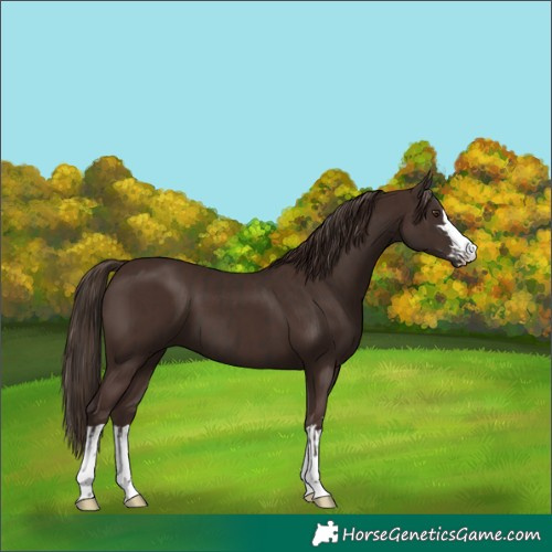 Horse Color:Liver Chestnut  and Liver Chestnut 
