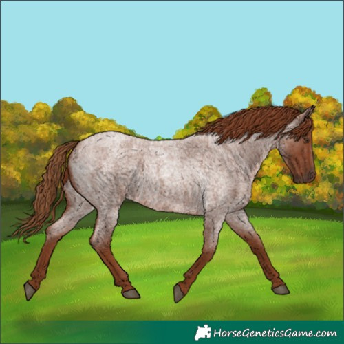Horse Color:Red Roan 