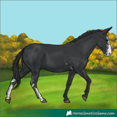 Horse Color:Black Sabino