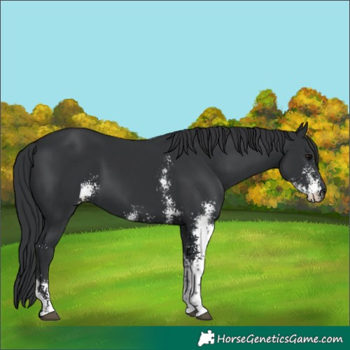 Horse Color:Black Sabino