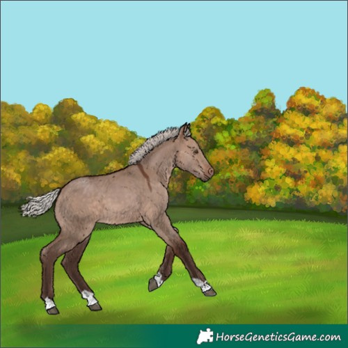 Horse Color:Silver Brown Dun 